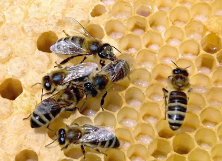 Drohnen-sind-die-einzigen-Maennchen-im-Bienenstock-In-einem-Bienenvolk-leben-nur-einige-hundert-Drohnen-Ihre-Aufgabe-ist-es-die-Koenigin-zu-besamen-Sie-werden-deshalb-im-Stock-geduldet-und-von-den-Arbeiterinnen-versorgt