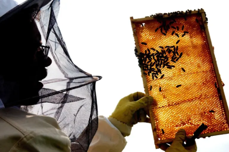 Nur-wenigen-Drohnen-gelingt-die-Besamung-der-Koenigin-Diese-sterben-aber-nach-dem-Akt-Die-anderen-Drohnen-werden-nach-dem-Hochzeitsflug-der-Koenigin-nicht-mehr-zurueck-in-den-Bienenstock-gelassen-bzw-als-unnuetze-Esser-hinausgeworfen-Auch-sie-sterben