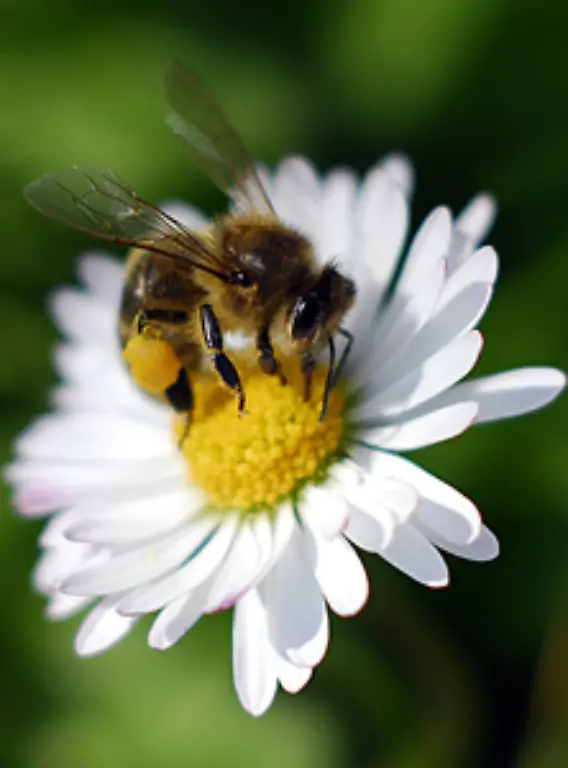 um-den-suessen-Nektar-herauszusaugen-Beim-Nektarsammeln-werden-die-Blueten-der-Pflanzen-quasi-nebenbei-bestaeubt-Die-Pflanzen-koennen-erst-jetzt-Fruechte-ausbilden