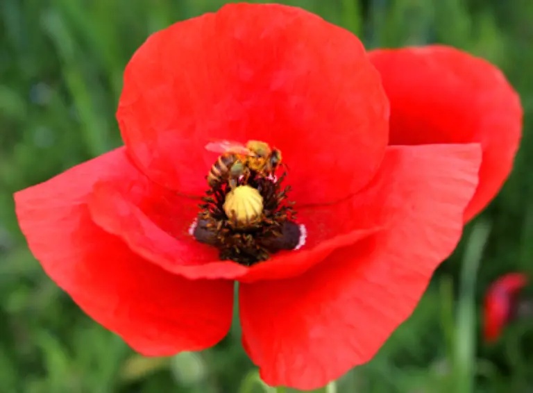 Aus-diesem-Grund-liegt-der-landwirtschaftliche-Stellenwert-der-Biene-als-Haustier-auf-Platz-drei-80-bis-90-Prozent-aller-Obst-und-Gemuesesarten-aber-auch-Futterpflanzen-werden-von-Bienen-bestaeubt