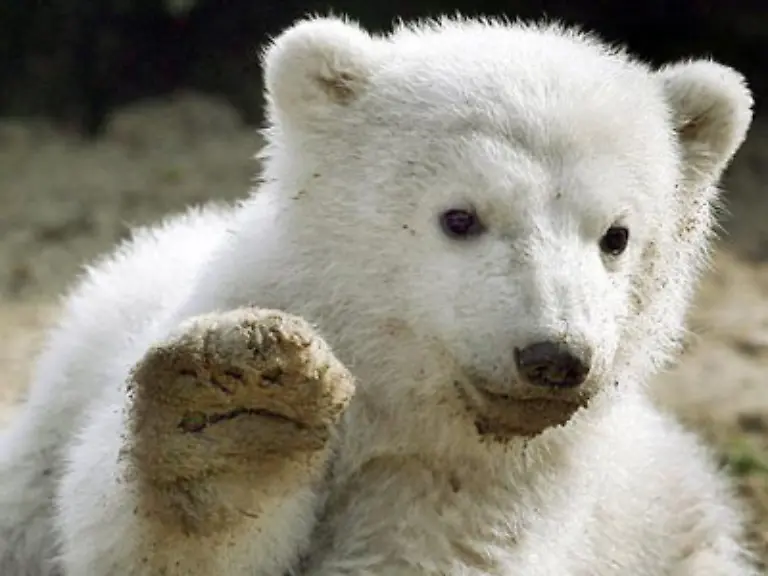 Denn-am-Wochenende-wird-es-wohl-recht-voll-werden-im-Berliner-Zoo