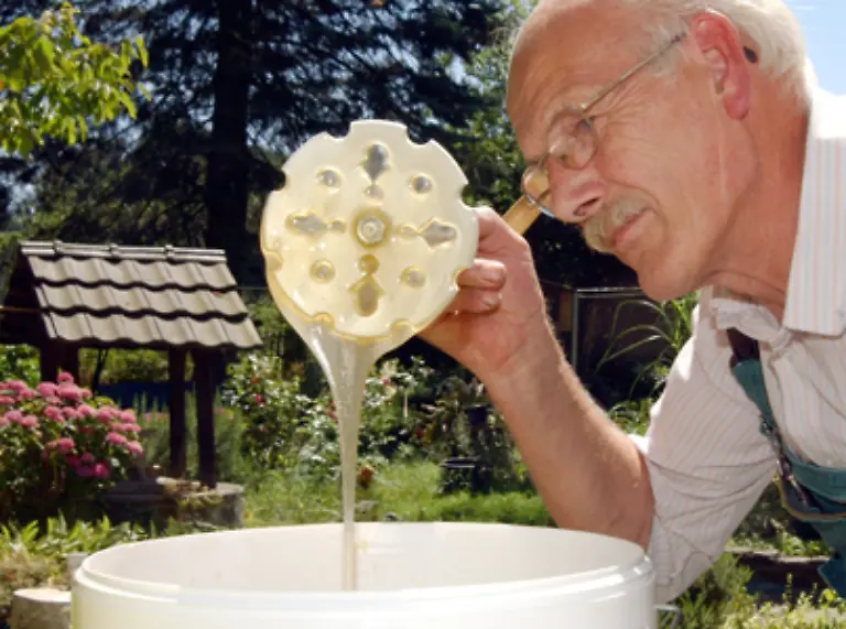 Auch-das-Bienenwachs-das-vielfaeltig-eingesetzt-werden-kann-ist-nur-ein-Nebenprodukt-der-Biene