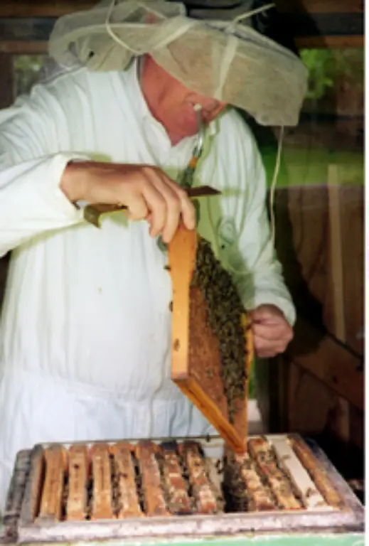 Aus-diesem-Grund-schrillen-die-Alarmglocken-in-den-USA-sehr-laut-Zunaechst-erleiden-die-Imker-einen-grossen-wirtschaftlichen-Verlust-durch-das-Bienensterben