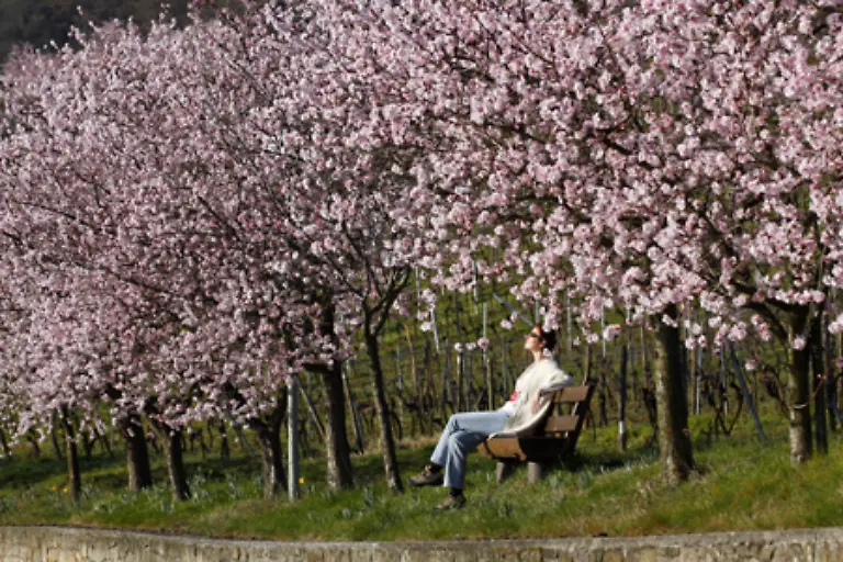 Ausserdem-sind-alle-in-der-Landwirtschaft-arbeitenden-Menschen-direkt-vom-Bienensterben-betroffen-Die-Mandelbauern-zahlen-schon-jetzt-hohe-Preise-an-Imker-die-mit-ihren-Bienenstoecken-direkt-zu-den-Plantagen-reisen
