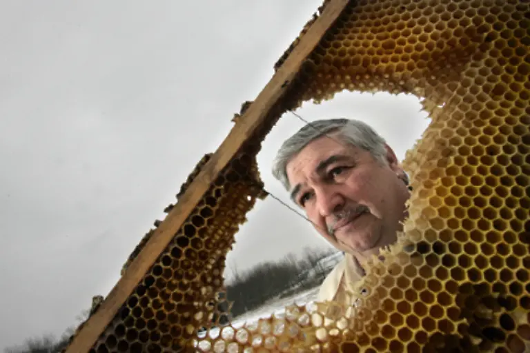 Die-Lage-in-den-USA-ist-ernst-Die-Population-der-Biene-kann-sich-nur-erholen-wenn-die-Ursache-fuer-das-Bienensterben-schnell-gefunden-und-darauf-entsprechend-reagiert-werden-kann-Text-J