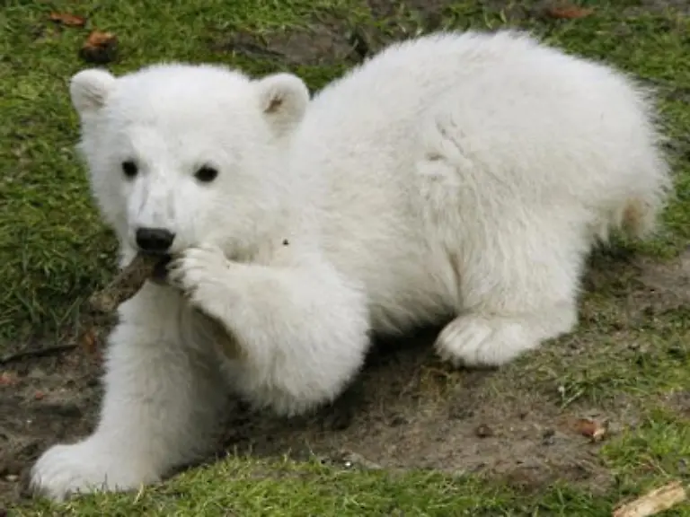 Die-Besucher-lieben-das-Tier-nach-Angaben-von-Zoo-Kurator-Heiner-Kloes-das-einzige-Eisbaerenbaby-in-Europa