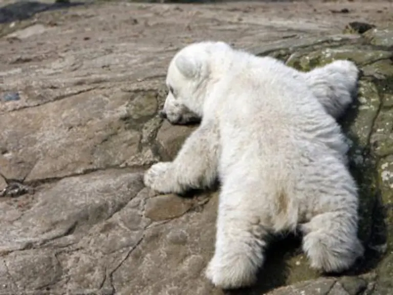 Lange-wird-man-Knut-nicht-mehr-kraulen-koennen-Eisbaeren-sind-laut-WWF-nach-Kodiakbaeren-die-zweitgroessten-Landraubtiere-erwachsene-Maennchen-koennen-ueber-zwei-Meter-gross-werden-und-wiegen-durchschnittlich-400-bis-600-Kilogramm