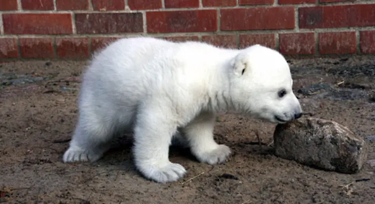 So-flauschig
