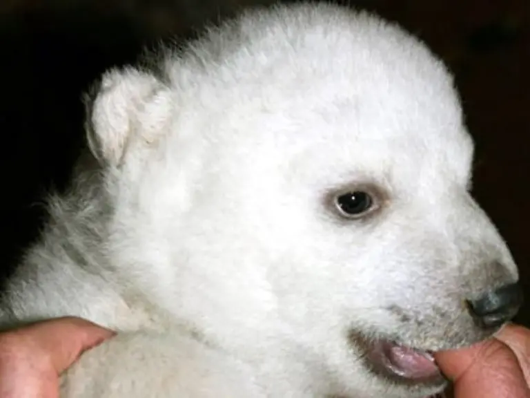 Sind-die-anderen-Zoo-Tiere-ja-nicht-oder
