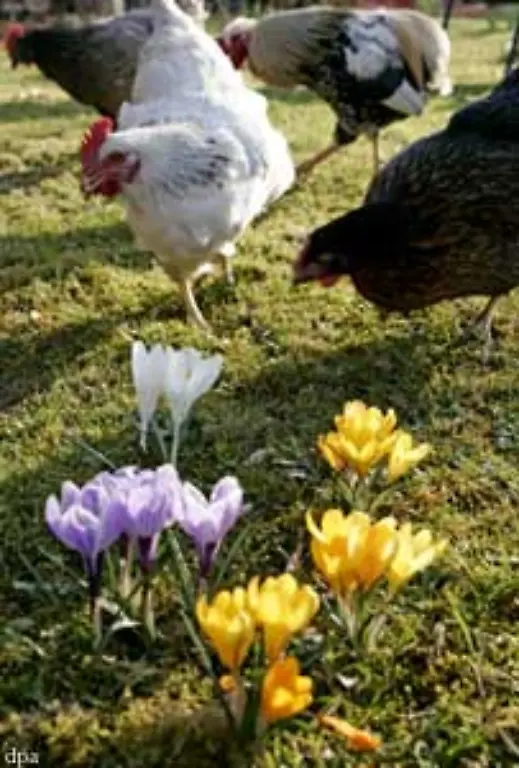 Alle-Lebewesen-vom-Einzeller-ueber-die-Blumen-bis-zum-Menschen-verfuegen-ueber-Innere-Uhren-die-die-Koerperfunktionen-rhythmisch-steuern