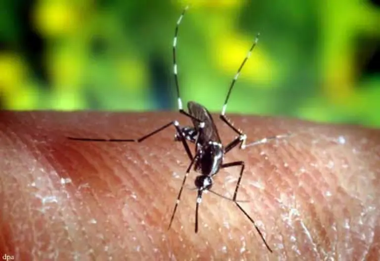 Wenn-es-im-Sommer-ueber-mehrere-Wochen-auch-nachts-ueber-24-Grad-Celsius-warm-ist-kann-sich-nach-Ansicht-von-Tropenmedizinern-zudem-das-West-Nil-Virus-in-den-Uebertraegermuecken-gut-vermehren-die-den-Erreger-dann-auch-uebertragen