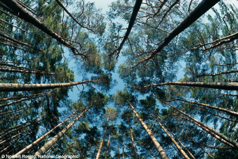 Jede-Naturform-hat-ihren-ganz-eigenen-Charme-und-wird-Odertal-lichter-Kiefernwald