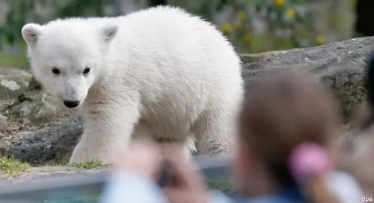 Knut-weckt-in-den-Menschen-uralte-Instinkte-Nein-hier-ist-nicht-die-Rede