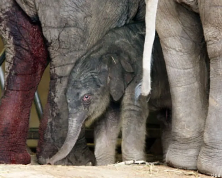 Die-Zoos-in-anderen-Staedten-versuchen-sich-ein-Stueck-vom-Knut-Kuchen-abzuschneiden-Der-Hamburger-Tierpark-Hagenbeck-praesentiert-ein-erst-wenige-Stunden-altes-Elefantenbaby