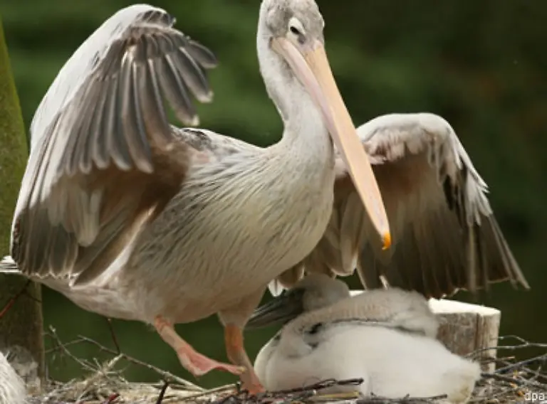 der-Zoo-von-Duisburg-kann-immerhin-auf-einen-kleinen-Roetelpelikan-verweisen