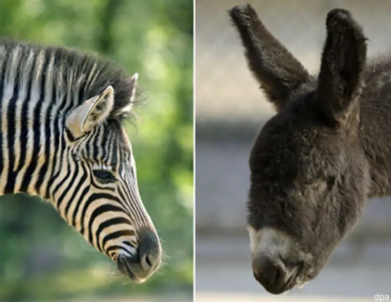 Nichts-Da-steht-der-Heidelberger-Zoo-schon-besser-da-Der-nennt-nicht-nur-ein-Damara-Zebra-Fohlen-sondern-auch-einen-kleinen-Poitou-Esel-sein-Eigen