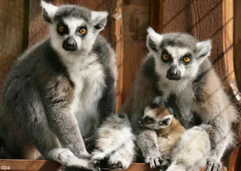 Da-tut-das-Bild-einer-mehr-oder-weniger-intakten-Familie-wohl-Es-ist-der-Dessauer-Zoo-der-hier-sehr-stolz-ein-drei-Wochen-altes-Katta-Baby-zeigt-mit-Mutter-Trixi-und-Tante-Flumi