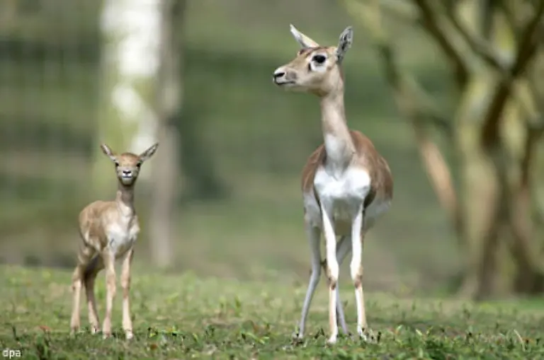 Auch-der-Zoo-Neuwied-springt-auf-den-Zug-auf-und-weist-darauf-hin-dass-er-ebenfalls-ganz-schoen-viele-suesse-Tierchen-hat-Zum-Beispiel-ein-Hirschziegenantilopenbaby