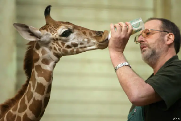 In-Frankfurt-am-Main-gibt-es-derweil-das-Giraffenbaby-Nuru