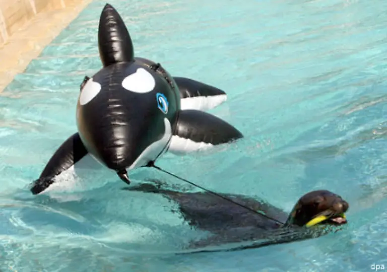 und-einem-ordinaeren-Plastik-Orca-zu-punkten