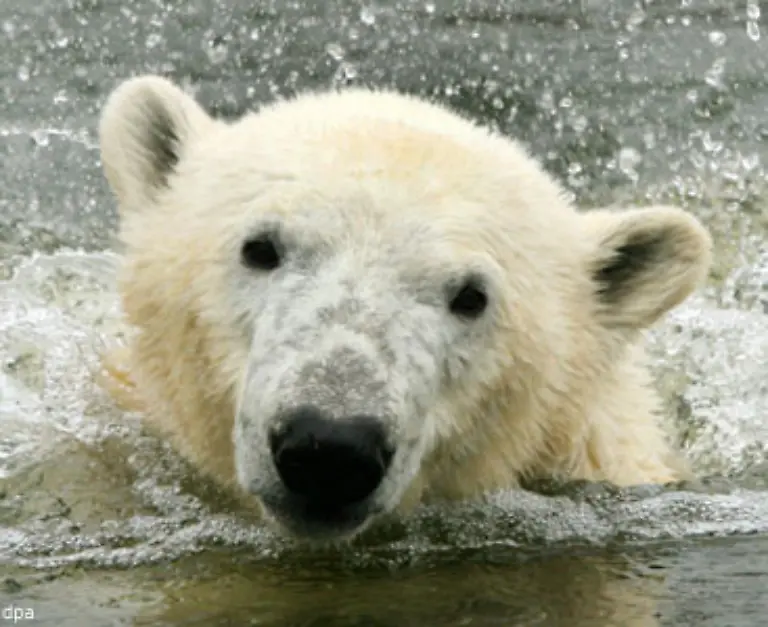 Einen-ganz-besonderen-Trick-hat-sich-der-Gelsenkirchener-Zoo-ueberlegt-Moeglicherweise-hatte-man-dort-gerade-keine-Jungtiere-im-Angebot-moeglicherweise-ist-man-in-Gelsenkirchen-allerdings-auch-bloss-schlauer-als-in-Neuwied-Frankfurt-und-Hannover