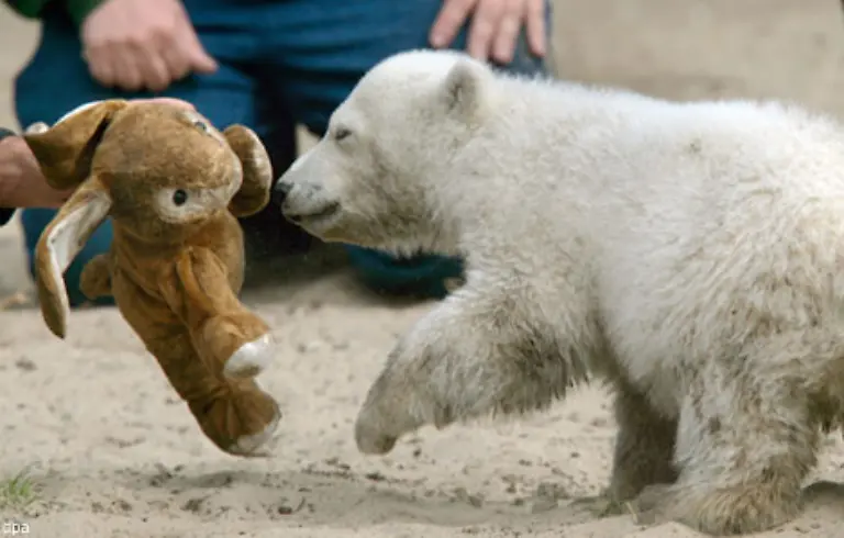 aber-der-Berliner-Zoo-will-die-kleine-Geldmaschine-vorerst-nicht-rausruecken-Knut-waechst-hier-auf-und-bleibt-erstmal-in-Berlin-sagt-der-Baerenexperte-im-Berliner-Zoo-Heiner-Kloes
