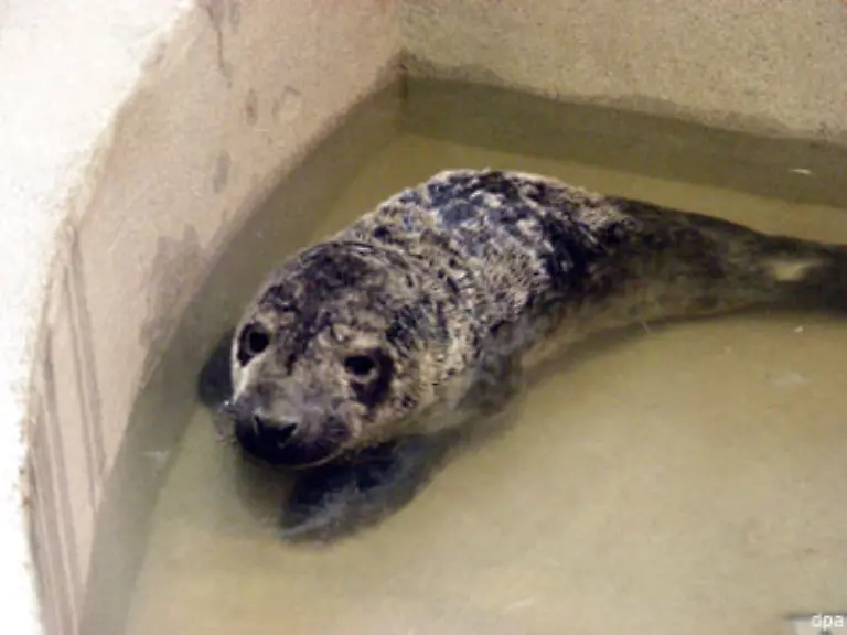 Der-Knut-Hype-ist-nicht-auf-Deutschland-beschraenkt-Der-Korkeasaari-Zoo-von-Helsinki-hat-ein-gestrandetes-Seehundbaby-zu-Ehren-des-Berliner-Eisbaeren-auf-den-Namen-Knut-getauft
