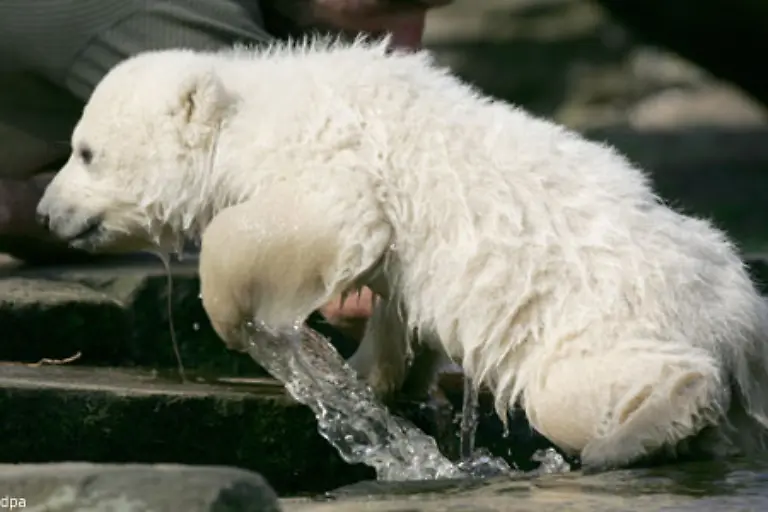 Im-Gegensatz-zum-deutschen-Knut-bleibt-dem-Seehundbaby-aber-das-hospitalisierende-Zoo-Leben-erspart-Knut-II-soll-wieder-ausgewildert-werden