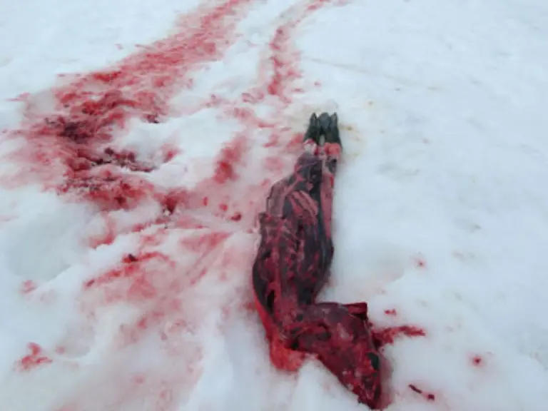 Die-Eisschollen-vor-der-Ostkueste-sind-wieder-in-Rot-gefaerbt