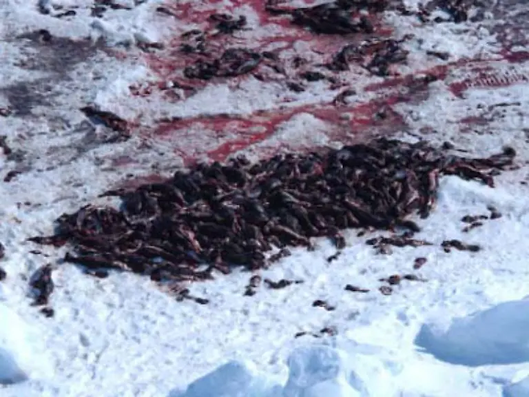 Die-kanadische-Regierung-begruendet-die-Robbenjagd-mit-gesundem-Naturschutz-Die-Jagd-sei-notwendig-um-die-Kabeljau-Bestaende-zu-retten