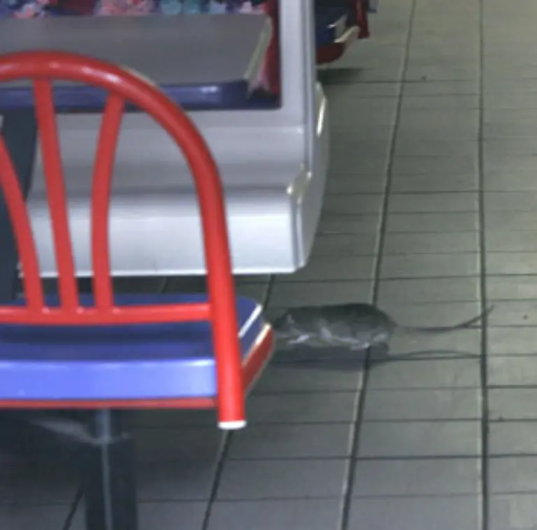 Ratten-gibt-es-ueberall