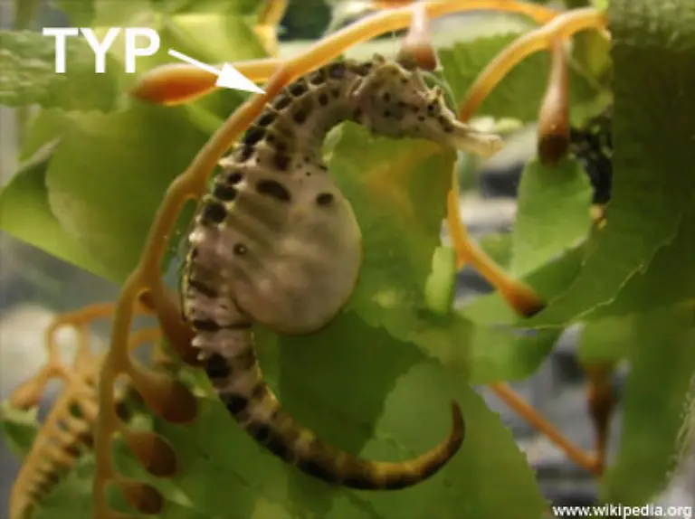 Und-wie-machen-das-die-Seepferdchen-bei-denen-die-Maenner-den-Nachwuchs-austragen-O-k-o-k-wir-driften-ab-Zurueck-zu-den-Zweibeinern-und-der-Frage