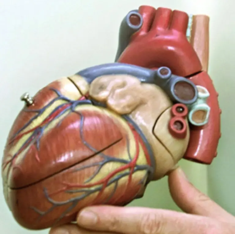 Zudem-kann-Bluthochdruck-verantwortlich-fuer-andere-Gefaesserkrankungen-Nieren-und-Herzschwaeche-sein