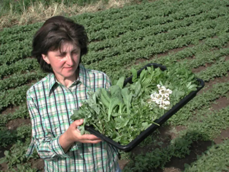 Sie-koennen-den-Hauptanteil-des-Salzes-beim-Kochen-durch-frische-Kraeuter-und-Gewuerze-ersetzen