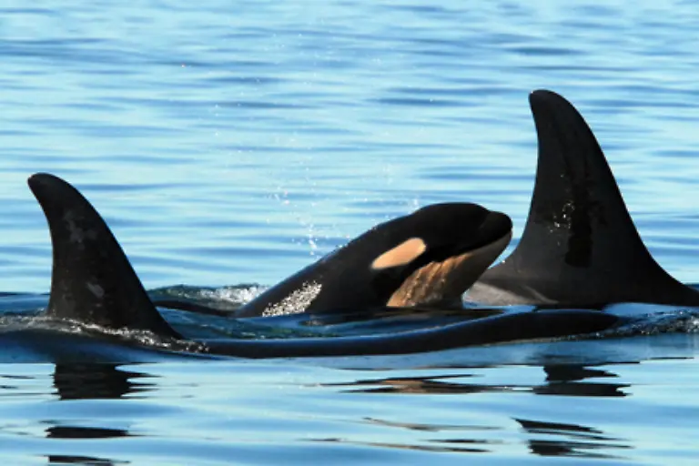 die-sie-mit-einer-extrem-fettreichen-Muttermilch-die-aus-speziellen-Milchdruesen-kommt-saeugen