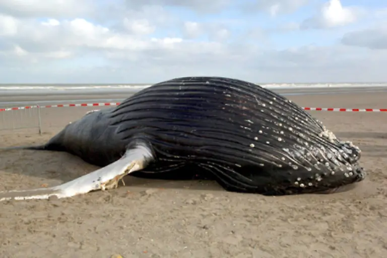 Das-heisst-Wale-leben-ausschliesslich-im-Wasser-An-Land-sterben-sie