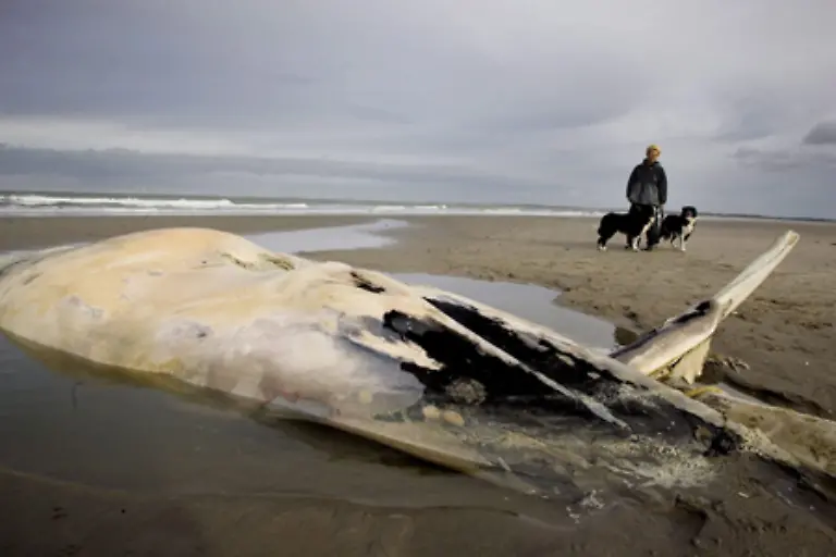 Entweder-weil-sie-schnell-austrocknen-oder-weil-ihr-grosses-Koerpergewicht-ihre-Lungen-zusammendrueckt-und-sie-ersticken-oder