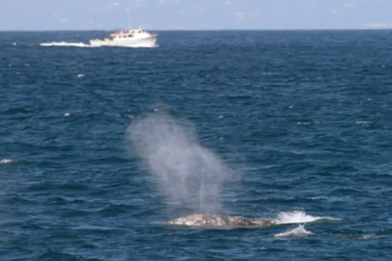 Hier-atmen-die-Wale-durch-ein-oder-zwei-Nasenloecher-die-komprimierte-und-mit-Feuchtigkeit-gesaettigte-Atemluft-aus-so-dass-eine-Art-Fontaene-entsteht-Diese-wird-Blas-genannt