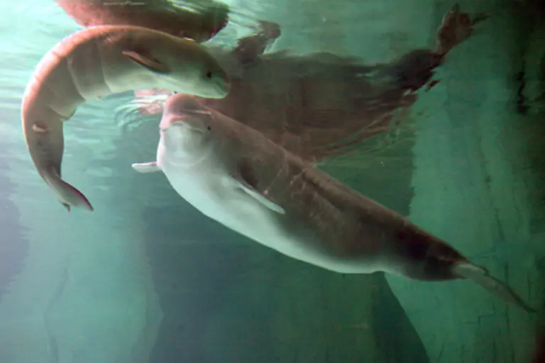 Wale-bringen-lebende-vollentwickelte-Junge-zur-Welt