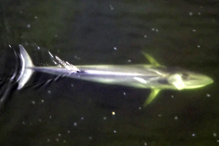 Einige-Walarten-gehoeren-zu-den-groessten-und-schwersten-Tieren-auf-der-Erde