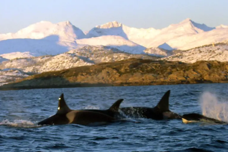 Wale-gehoeren-zudem-zu-den-Tieren-auf-der-Welt-die-ueber-200-Jahre-alt-werden-koennen