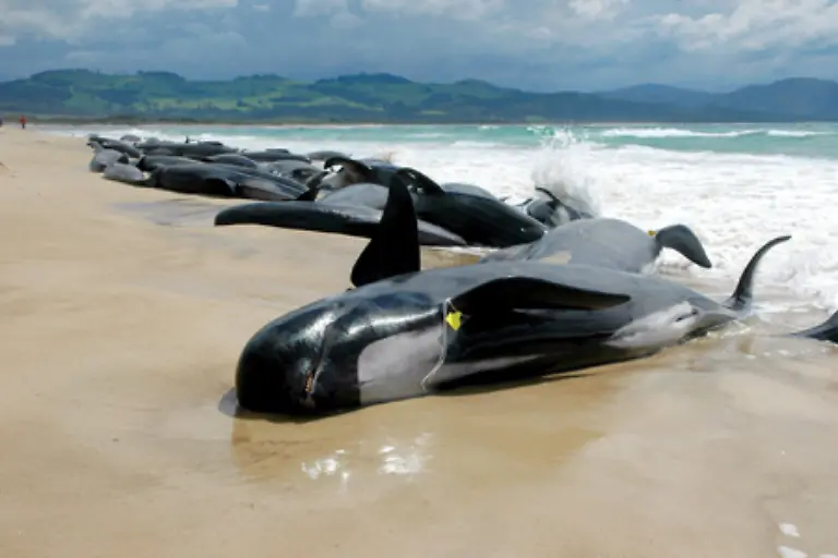 vorausgesetzt-sie-stranden-nicht