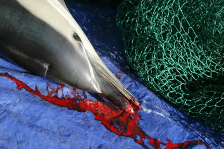 landen-nicht-als-so-genannter-Beifang-im-Fischernetz-und-ertrinken-qualvoll-wie-dieser-Delfin