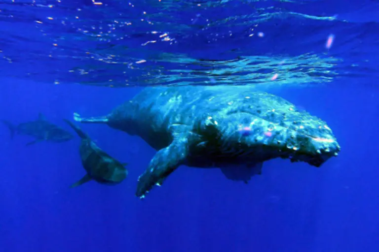 von-Haien-angegriffen-wie-dieser-Buckelwal