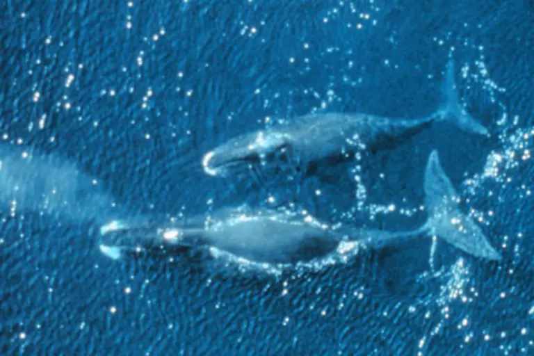 Der-aelteste-entdeckte-Groenlandwal-beispielsweise-ist-im-Alter-von-211-Jahren-verstorben-Wissenschaftler-hatten-die-Jahresringe-der-knoechernen-Ohrkapsel-des-maennlichen-Tieres-untersucht-und-konnten-so-das-Alter-des-toten-Tieres-feststellen