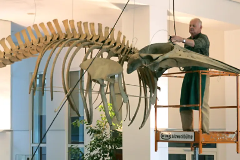 Das-Walskelett-kommt-weitgehend-ohne-kompakte-Knochen-aus-da-es-vom-Wasser-stabilisiert-wird