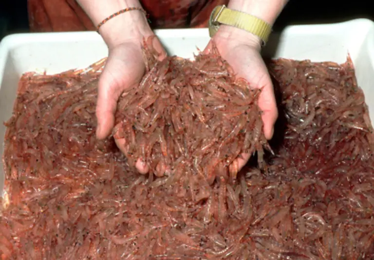 Die-Nahrung-vieler-Wale-heisst-Krill