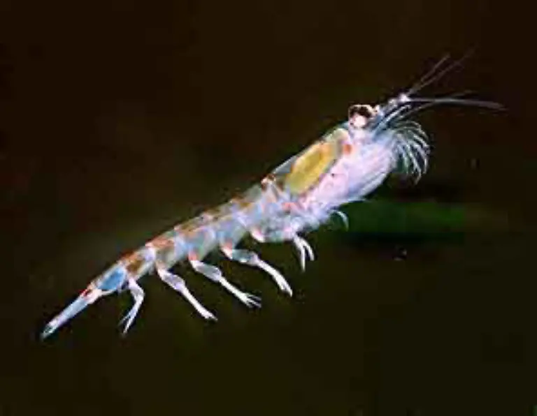 Krill-sind-Kleinkrebse-die-Teil-des-Planktons-sind-Diese-bilden-riesige-Schwaerme-Die-Biomasse-in-den-Meeren-wird-auf-100-bis-800-Millionen-Tonnen-geschaetzt