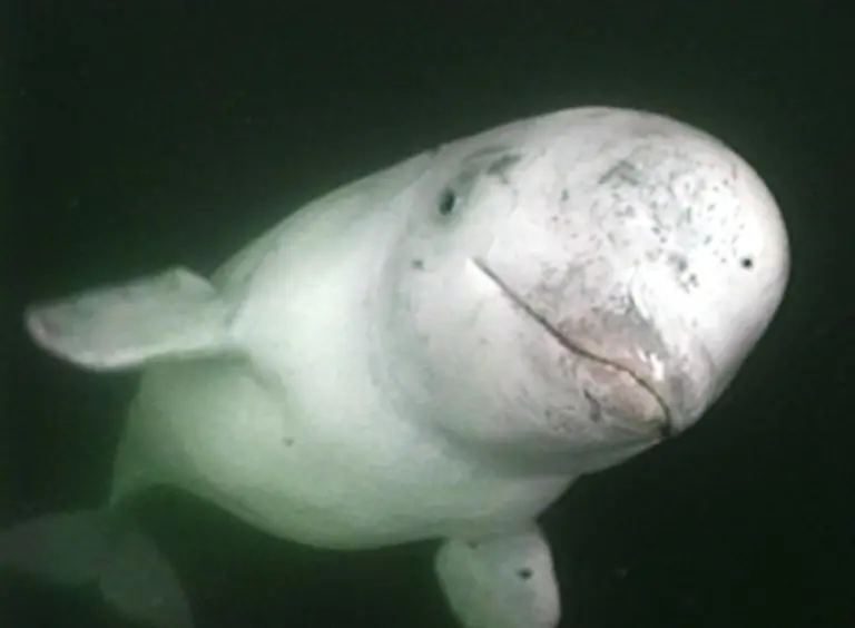 Wie-viele-Wale-es-tatsaechlich-noch-gibt-laesst-sich-nur-schwer-bestimmen-denn-die-Tiere-lassen-sich-durch-die-Weiten-der-Meere-nicht-systematisch-beobachten