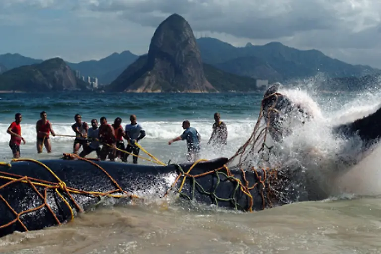 Zudem-wirken-sich-Klimawandel-und-Walfang-extrem-unguenstig-auf-die-Wal-Bestaende-aus